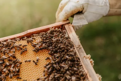 Apicultor a levantar um quadro de favo