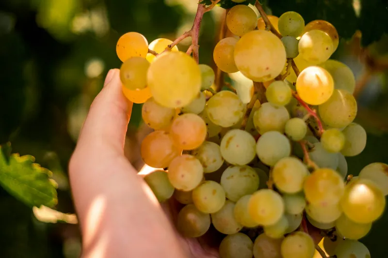 Mão a colher um cacho de uvas brancas